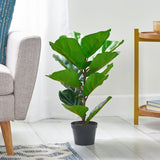 Artificial Fiddle-Leaf Fig Tree - NH347313